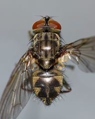 Coenosiinae