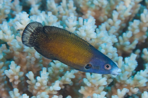 Southern Tubelip (Labropsis australis) · iNaturalist