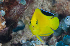 Centropyge woodheadi