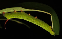 Macroglossum divergens