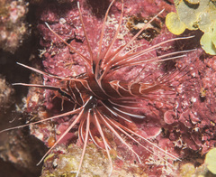 Pterois radiata