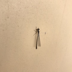 Cyanallagma interruptum