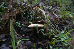 Leucoagaricus pilatianus