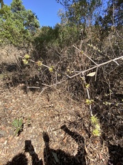 Forestiera phillyreoides