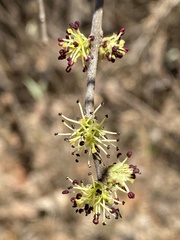 Forestiera phillyreoides