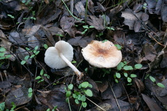 Leucoagaricus pilatianus