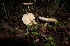 Leucoagaricus pilatianus