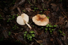 Leucoagaricus pilatianus