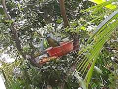 Momotus aequatorialis