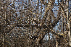 Garrulus glandarius iphigenia