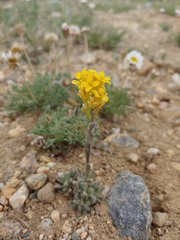 Draba streptocarpa