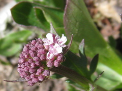 Valeriana capitata