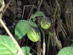 Solanum caripense