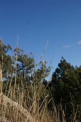 Cleistogenes serotina