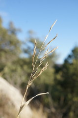 Cleistogenes serotina