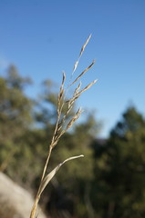 Cleistogenes serotina