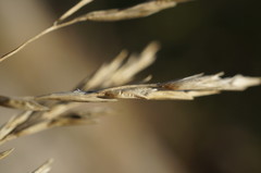 Cleistogenes serotina