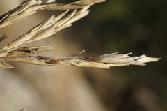 Cleistogenes serotina