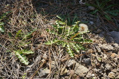 Taraxacum hybernum