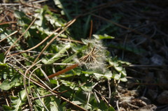 Taraxacum hybernum