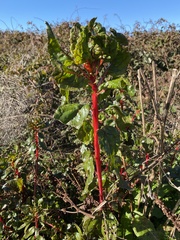 Beta vulgaris cicla