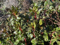 Beta vulgaris cicla