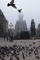 Columba livia domestica