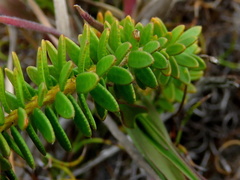 Agathosma lanceolata