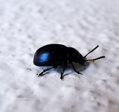 Gastrophysa janthina