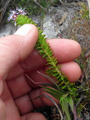 Agathosma lanceolata