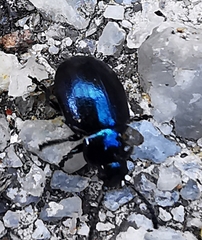 Gastrophysa janthina
