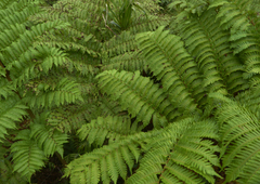 Cyathea parksiae