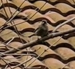 Zonotrichia leucophrys