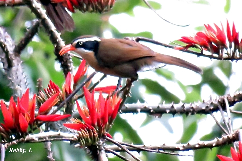 Black-crowned Scimitar-Babbler photo