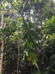 Solanales