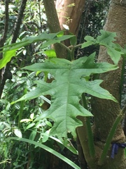Solanales
