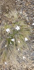Wahlenbergia pygmaea
