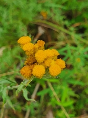 Chrysocephalum semipapposum