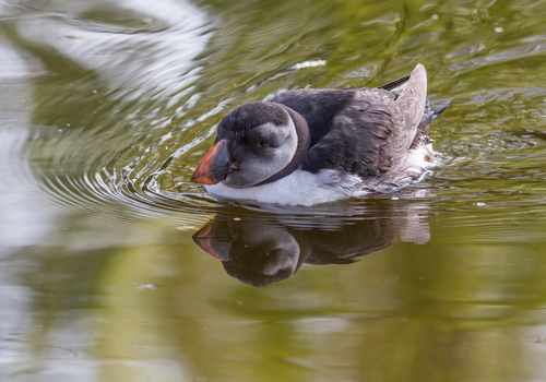 Atlantic Puffin