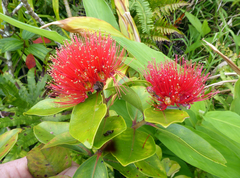 Metrosideros collina