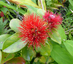 Metrosideros collina