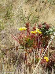 Oxalis urubambensis