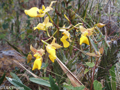 Cyrtochilum aureum