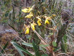 Cyrtochilum aureum