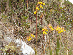 Cyrtochilum aureum