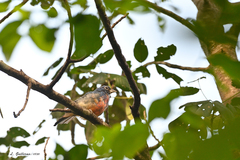 Passerina rositae