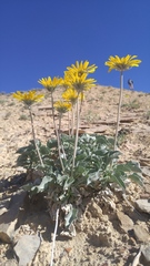 Enceliopsis nudicaulis