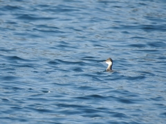 Podiceps nigricollis