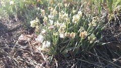 Astragalus spatulatus