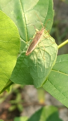 Aschistocoris brevicornis